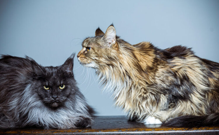 「ロジック」で動かず、「談笑」で動くワケ