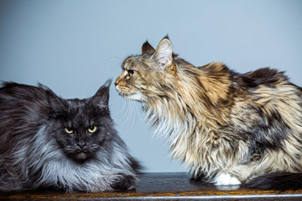 「ロジック」で動かず、「談笑」で動くワケ